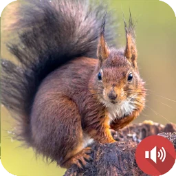 Ícone de Squirrel Sounds